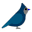 birdever.com