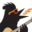 burninbird.ca